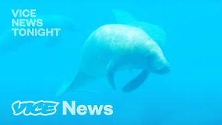 That Cruise You Want to Take May Kill Manatees