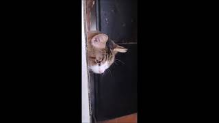 SARA LEE visits middle clan cats by Feralcatsneedlove 101 views 4 months ago 2 minutes, 10 seconds