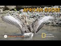 African Goose  - Calm Forest Sounds and Bird songs