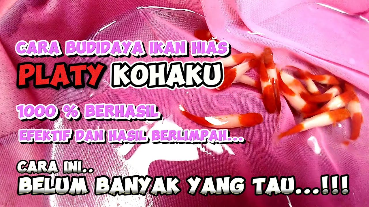 Cara budidaya ikan hias platy Kohaku dengan hasil maksimal #ikanhiasairtawar #ikanhias #ikan