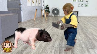 Super smart! YiYi takes care of the piglet when he is hungry