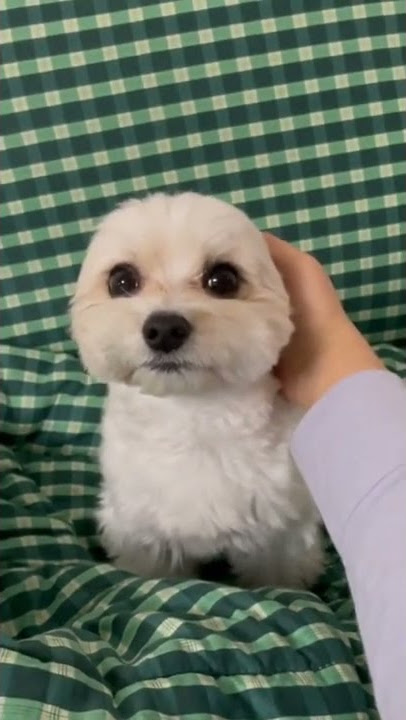Funny Pet's Videoes achhi lagi to channel ko subscribe jarur kare 😍😍 Funny videos cute dogs tui  tui