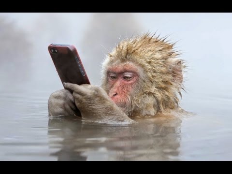 10 ПОРАЗИТЕЛЬНЫХ УМСТВЕННЫХ СПОСОБНОСТЕЙ ЖИВОТНЫХ в белгороде ipnout.com айпиноут actions2.ru