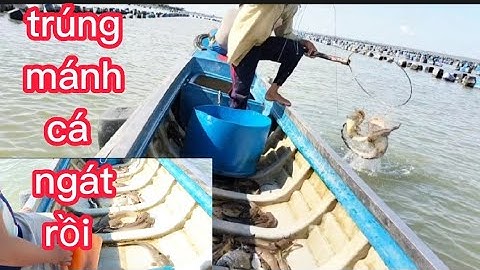 kéo câu giăn trong bè hào, trúng ngay luồng cá ngát lên liên tục,(lê nghĩa cần giờ)