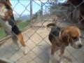 Gran Compañero Beagles Parte 1