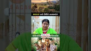 #bigcat #pmmodi #telugu #news #WhatIsBIGCAT #naturedocumentary #wildlife #conservation
