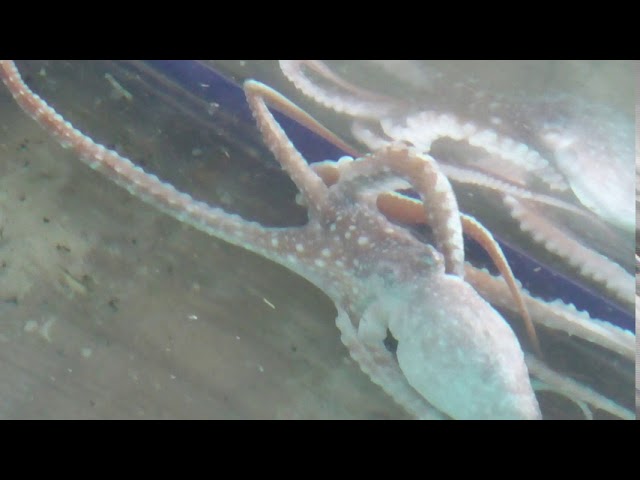 食用タコには二種類あります ミズダコとマダコの違いのご紹介 ミズダコはやや赤みを帯びて 体には白い斑点があり 足が長いが特徴 商品価値はマダコの方が数倍高い Youtube