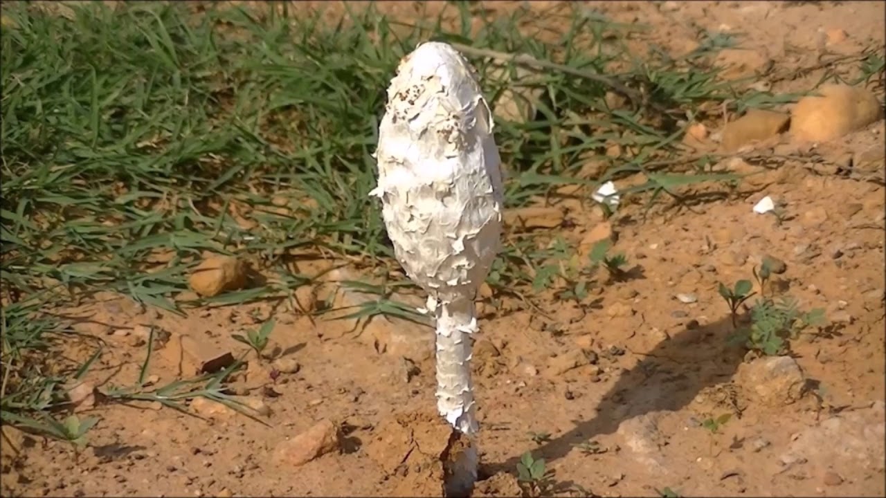 تنوع الفطريات