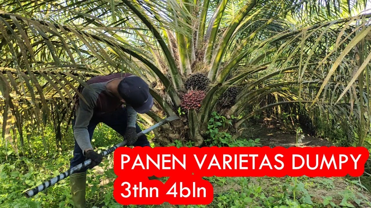 PANEN POKOK RENDAH 3,4 TAHUN//VARIETAS DUMPY