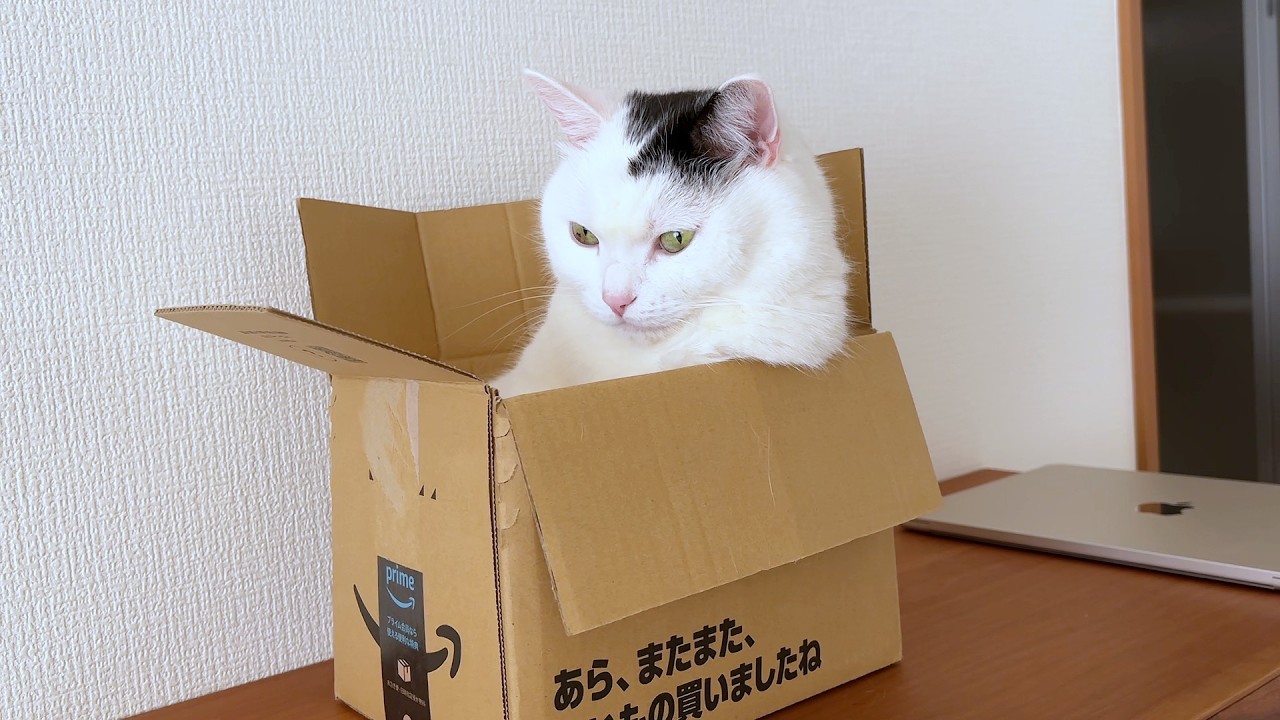 猫B まつこ When my cat's favorite box broke, this happened… - YouTube