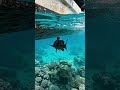 What Does a Grouper See? Inside the Reef Predator’s POV”#POV #POVVideo #FYP #ForYou #ForYouPage