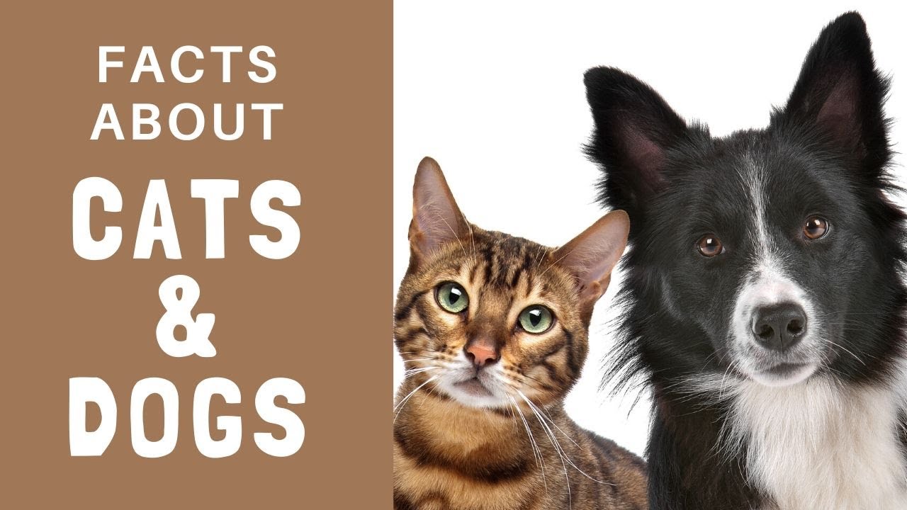 Facts about Cats & Dogs Compilation🐱🐶 YouTube