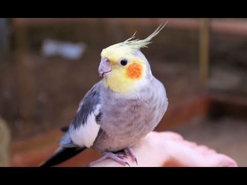 Попугаи корелла. Кореллы