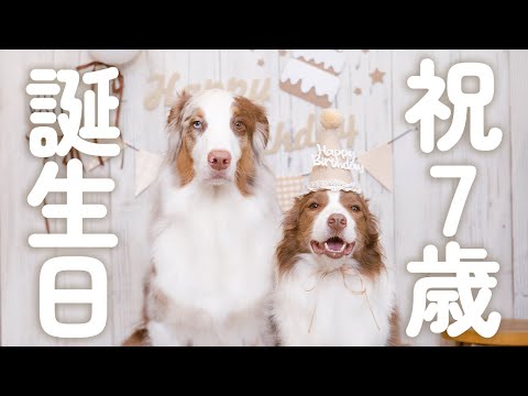 【祝７歳！！】お誕生日に松坂牛の高級ケーキをプレゼントしたら大事故になりました!!(笑)【ボーダーコリー・オーストラリアンシェパード】