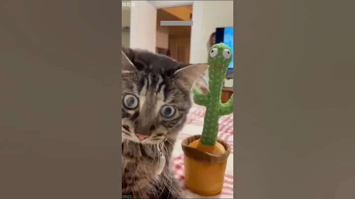 Video 11817801: cat meowing, best funny cats dogs, cat funny boy