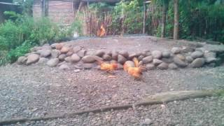 Pertarungan ayam kate
