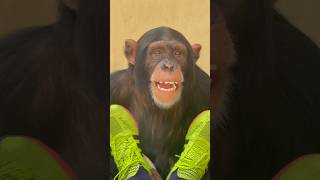 Limbani The Happiest Chimpanzee On The Planet.