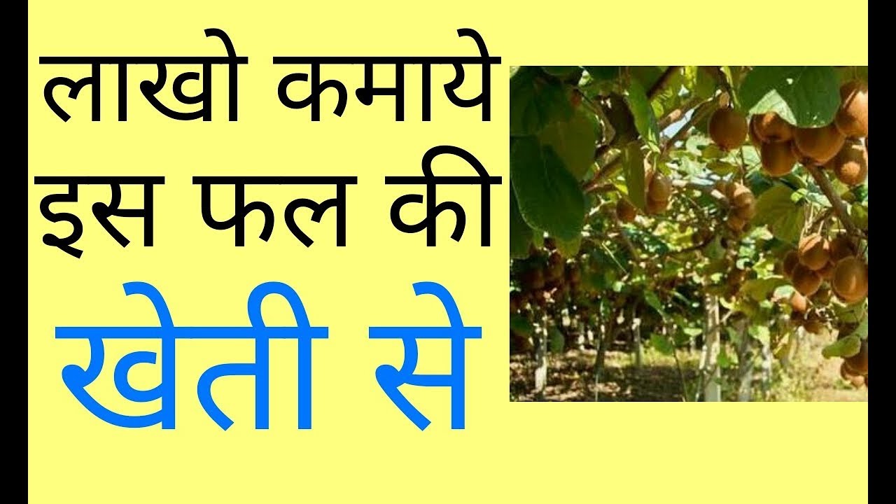 Kiwi Fal Kaha Paya Jata Hai - Rima1