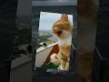 oyen marah di tawari ikan asin sama gagak #memes #oyen #funny #shorts
