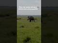 Where is the loo? 🚿🚿🚿#elephant #kenya #safari #africa #nature #funnyanimals #wildlife