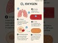 How Oxygen Works in Our Body When We Inhale #education #Oxygen, #breathing #humanbody #respiration