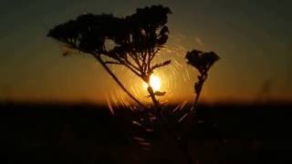 Spidernet in front of a Sunrise [FULL HD 50p]