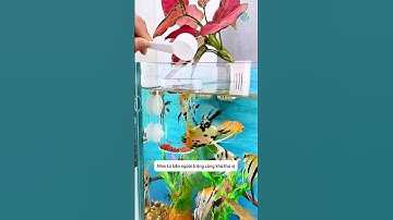 Không còn phải thay nước thường xuyên khi dùng dụng cụ cho cá ăn - đơn giản hiệu quả #shorts