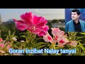 Goran inzibat Nalay tanyai. گۆران ئینزیبات ناڵەی تەنیایی