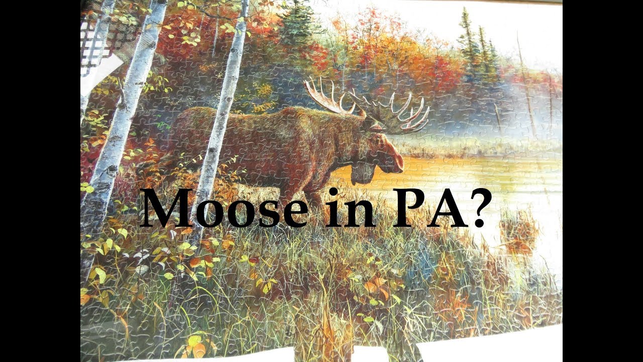 Moose in Pennsylvania?? YouTube