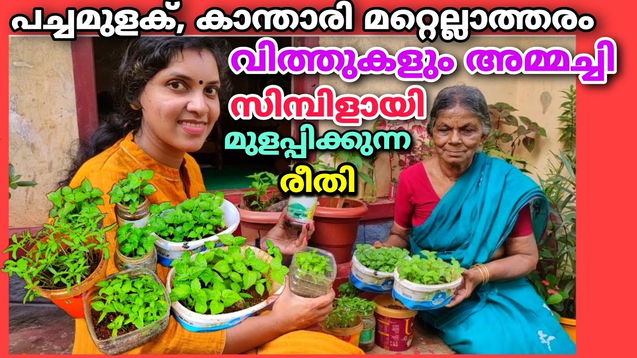 പച്ചമുളക്/കാന്താരി/ മറ്റെല്ലാത്തരം വിത്തും അമ്മച്ചി സിബിളായി മുളപ്പിക്കുന്ന രീതി|Seeds growing