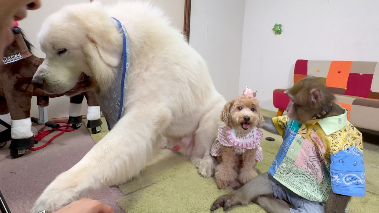 めこちちゃん誕生日当日、主役より目立とうとするデカ犬と猿