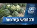 Түркістан облысында фермерлер қарбыз жинап жатыр