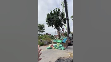 Những cây bưởi cảnh tết đắt nhất Việt Nam. 0911451210