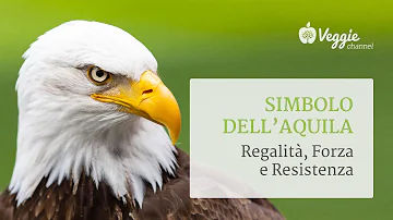 Cosa rappresenta un falco?