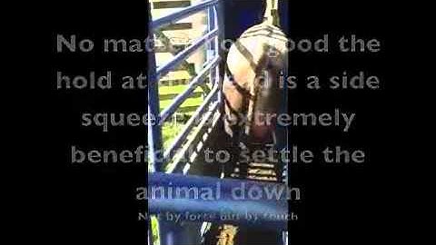 HIFLOW260 Cattle Handling system