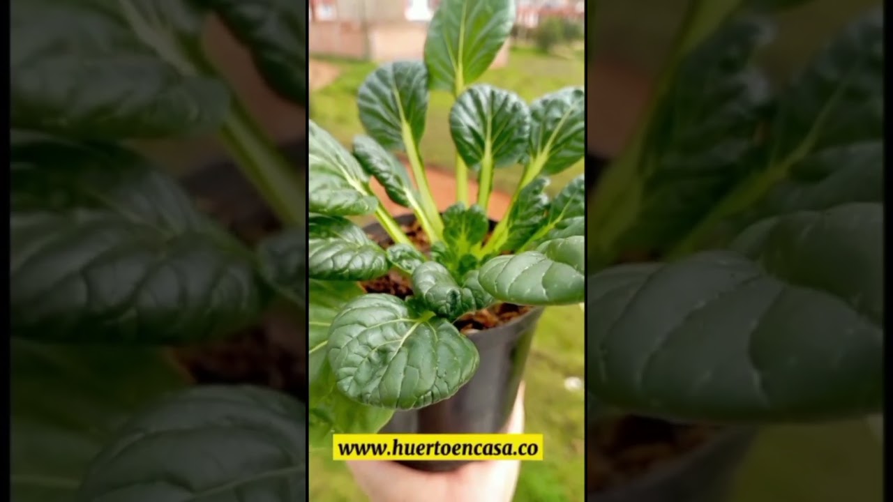 asociaci-n-de-cultivos-la-lechuga-huerto-en-casa-colombia