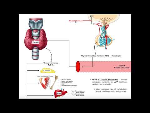 Video: Thyroid Hormones: What They Are, Functions