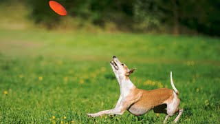 Witnessing Whippet Speed and Agility at a Lure Coursing Competition