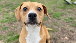 ADOPT ROMA