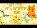 Life Cycle of a Butterfly Quiz