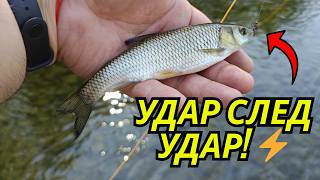 картинка: Риболов на кефал с суха муха (бръмбър) 🎣 | Най-резултатната техника за летен риболов!
