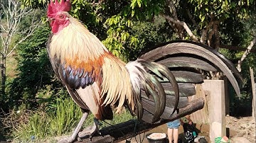 Thaij qaib nej saib nawb 020 55603361 ค.ศ. 2025