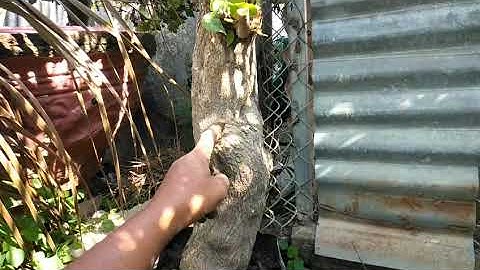 hướng dẫn giâm cành hoa giấy lớn tỷ lệ sống cao