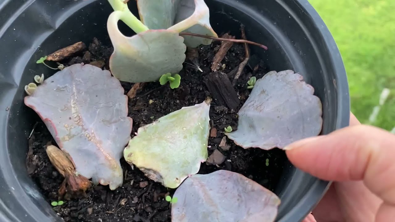 من أسهل النباتات في التكاثر والعناية هو نبات كلانشو لاكسيفلورا بعد كاثرته النتيجة روعة