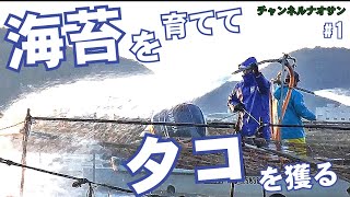 【絶滅の危機】大丈夫かタコ！ 海苔！瀬戸内海！たこ壺漁と海苔の養殖。前編。