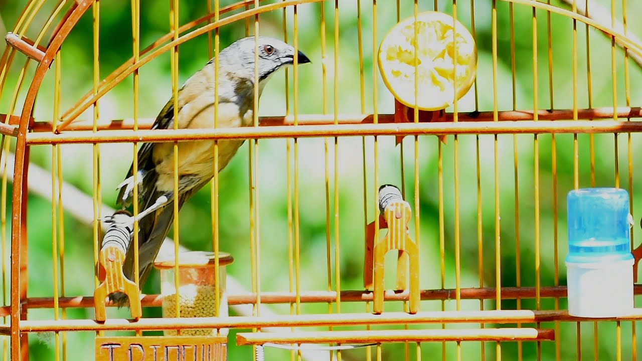 Canto Fibra Para Ensinar Filhotes De Trinca Ferro Para Torneios Trinca Ferro Disputando Canto Com O Solto Na Natureza Para Esquentar Seus Campeoes Youtube