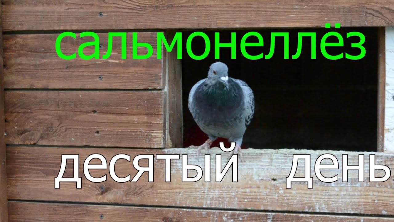 САЛЬМОНЕЛЛЁЗ ГОЛУБЕЙ,БОЛЕЕМ 10 ДНЕЙ. Какие последствия, итоги лечения ...