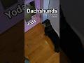 Dachshunds, Autistic Hooman, Walton B. James, ASD &amp; CPTSD #autism #cptsd #shorts #wtf #short Yoda