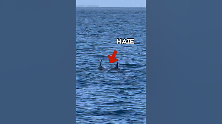 Ich tauche mit Haien im Meer 🦈😳