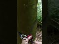 INSTALLING THE ART ROPE GUIDE! #treework #treeclimbing #arborist